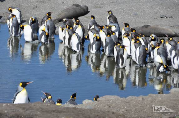 Pinguins rei em remanso de rio em St Andrews Bay, na Geórgia do Sul
